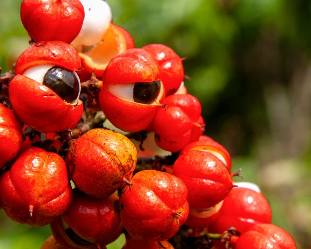 Guarana