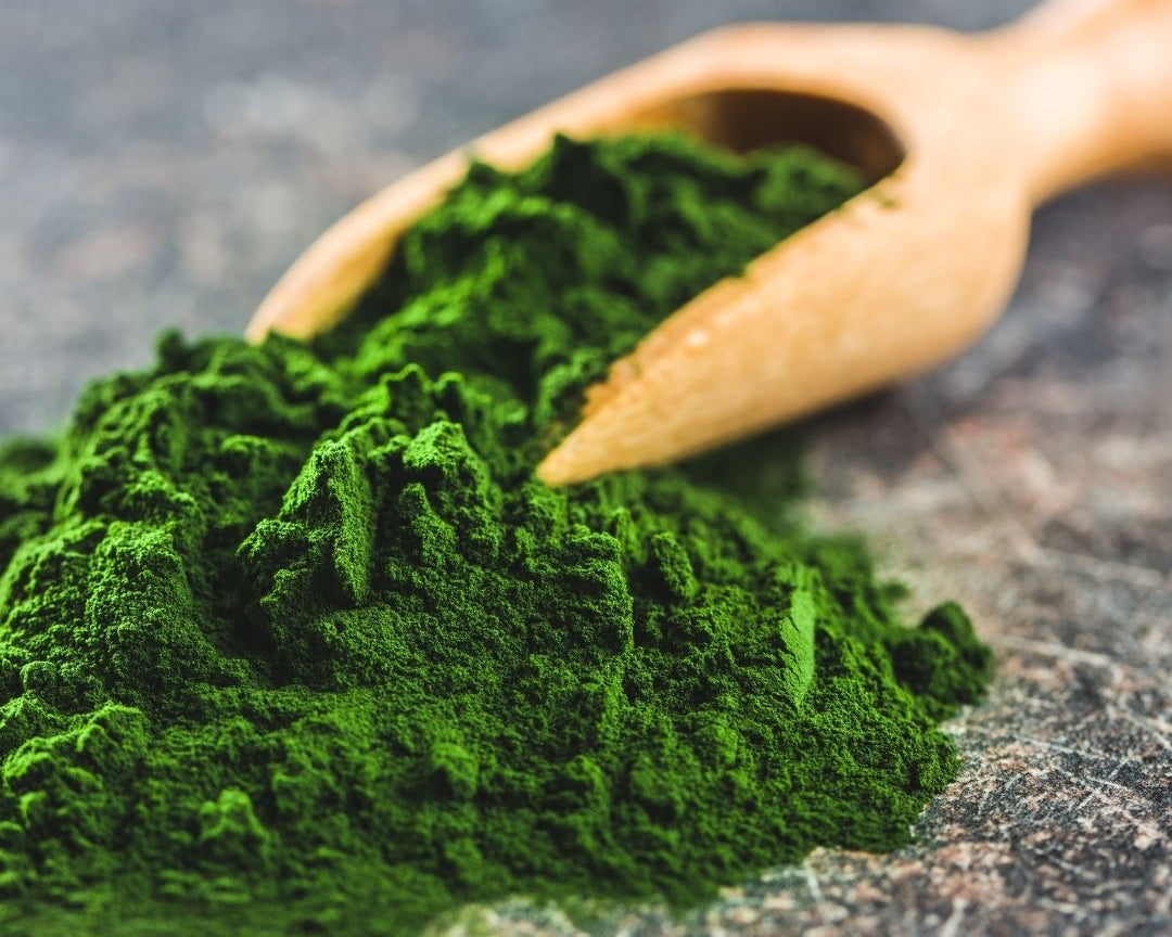 Chlorella Alge